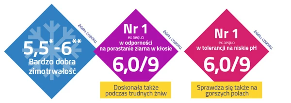 Zalety pszenicy ozimej Euforia