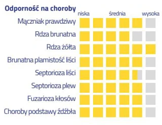 Pszenica ozima Euforia – wysoka odporność na choroby