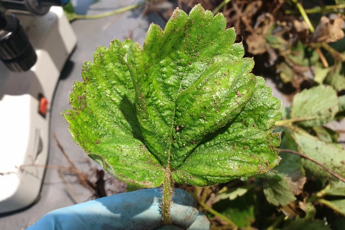 Roztocze na liściu truskawki