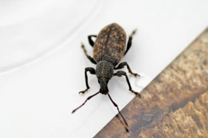 Opuchlaki - profilaktyka