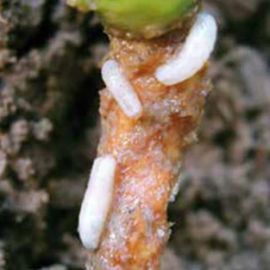 Metody biologiczne na na śmietkę