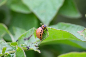 Metody biologiczne na stonkę ziemniaczaną