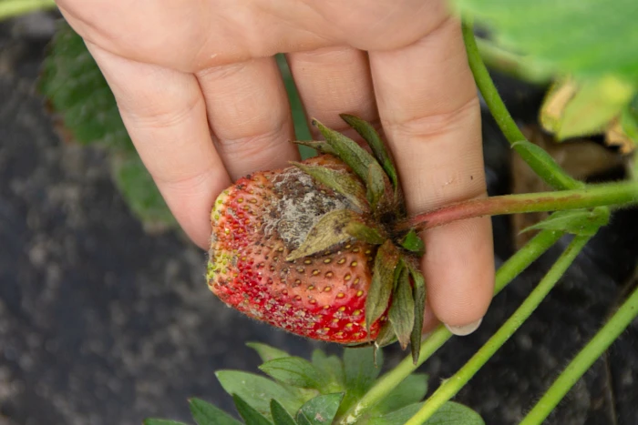 Czym jest szara pleśń?