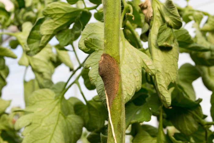Środki na szarą pleśń