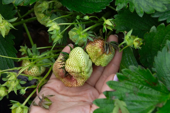 Jak zapobiegać powstawaniu szarej pleśni?