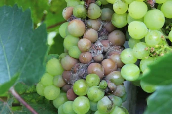 Jakie rośliny atakuje szara pleśń?