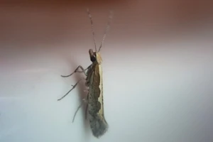 Zwalczania tantnisia krzyżowiaczka - metody naturalne, insektycydy biologiczne i chemiczne środki ochrony roślin