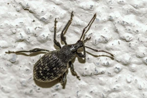 Jak wygląda opuchlak?