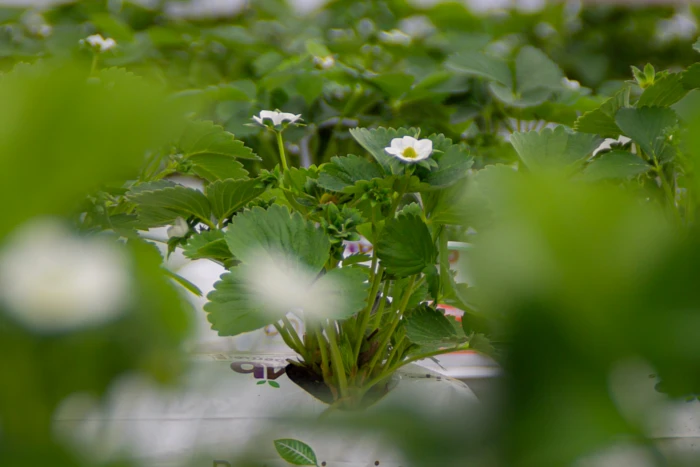 Jak zapylać truskawki? Trzmiele zapylające