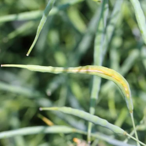 Zwalczanie szkodników - metody biologiczne
