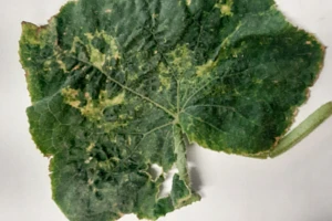 Objawy żerowania wciornastków