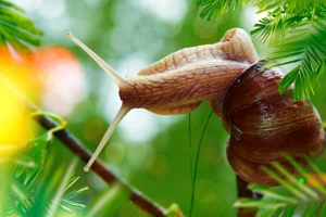 Zwalczanie ślimaków - metody naturalne