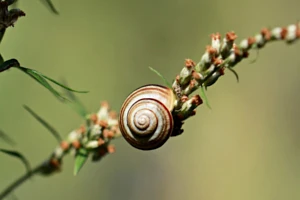 Jakie środki stosować na ślimaki w ogrodzie?