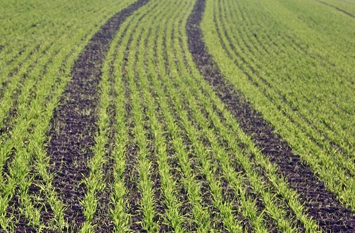 Zabieg t1 w zbożach - czym jest i kiedy stosować?