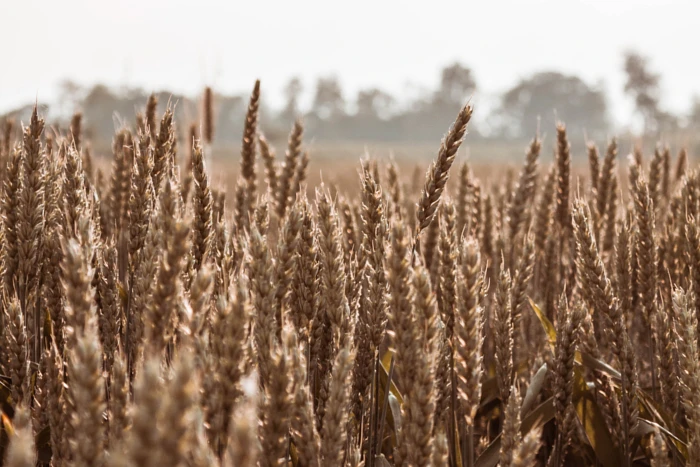 Czym jest zabieg T3?
