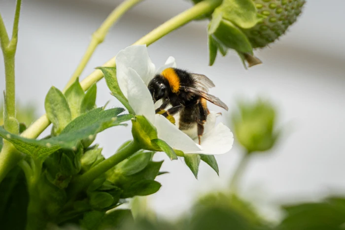 Zapylanie roślin w tunelu - co należy wiedzieć?