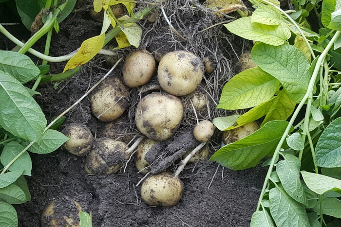 Opryski przed i po wschodach ziemniaków