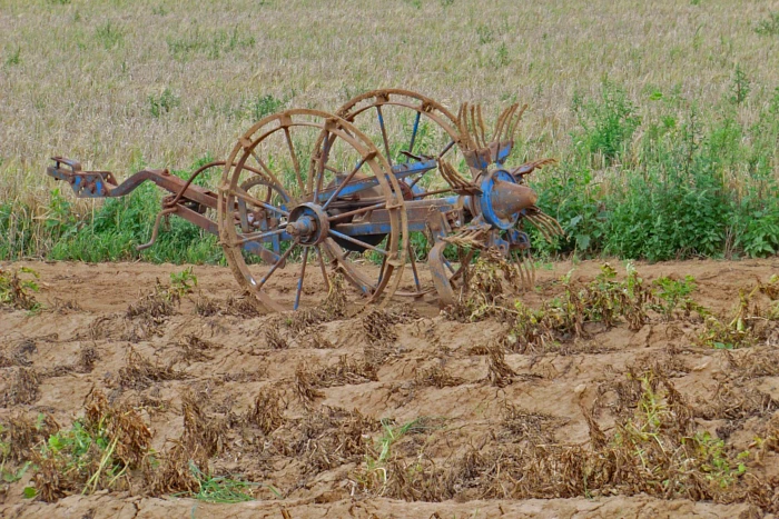 Metody mechanicznego odchwaszczania uprawy ziemniaka