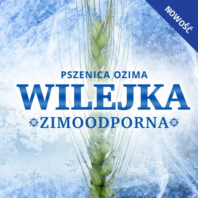 Mrozoodporność Wilejki potwierdzono w doświadczeniach prowadzonych na Litwie