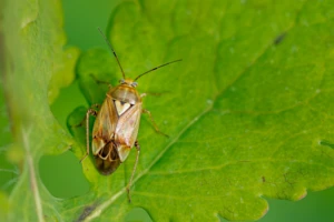 Jak zwalczać zmieniki? Środki ochrony roślin i preparaty do zwalczania zmieników