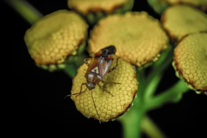 Zmieniki - charakterystyka i rozpoznanie