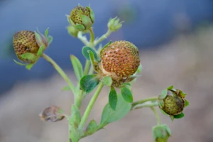Zwalczanie wciornastków - środki ochrony roślin