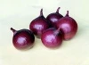 Cebula Red Baron Nasiona 10 tys.