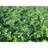 Pietruszka Naciowa Festival 68 500 g