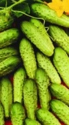Ogórek Gruntowy Sander Nasiona 100 g