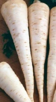 Pietruszka Korzeniowa Sonata Nasiona 100 g