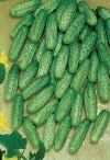 Ogórek Gruntowy Soplica Nasiona 500 g