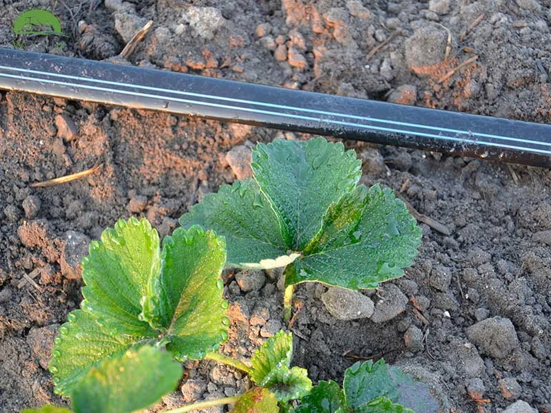 Taśma Politape 12 mil 10l/h 10 cm 1500 m nawadnianie kropelkowe