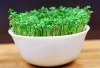 Rzeżucha Ogrodowa Nasiona 10 g Biopon
