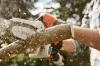 PRZECINARKA STIHL AKU GTA 26 SET + łańcuch zapasowy gratis