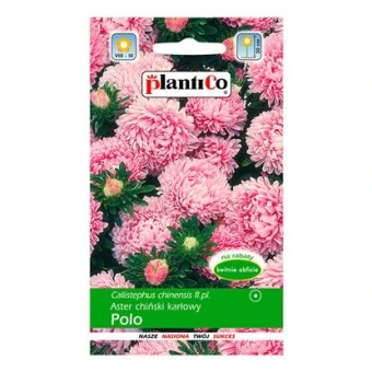 Aster Chiński Karłowo Polo Nasiona 1 g