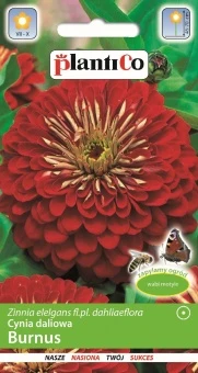 Cynia Daliowa Burnus Nasiona 1 g