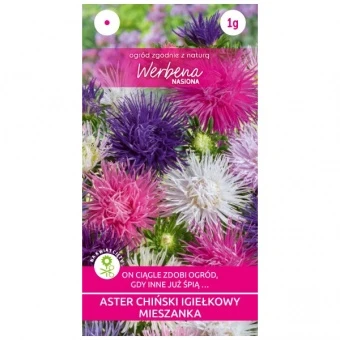 Aster Chiński Igiełkowy Mieszanka Nasiona 1 g Verbena