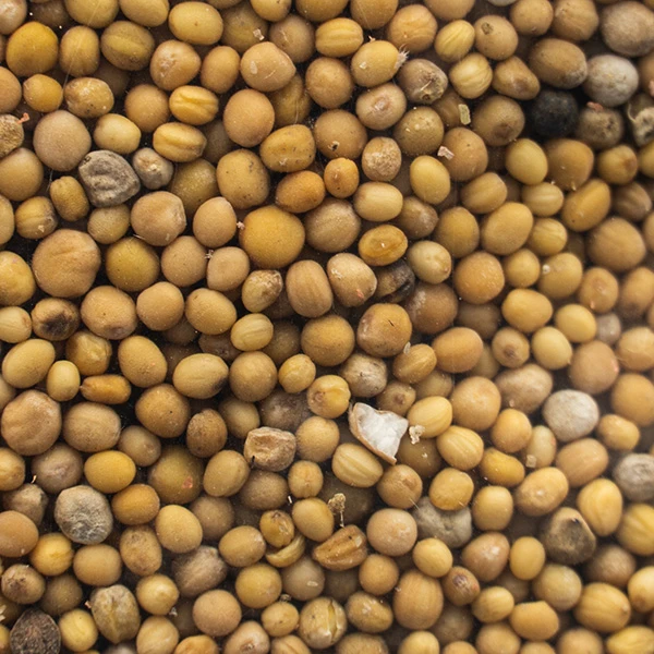 Gorczyca Na Poplon Nasiona 2 kg