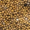 Gorczyca Na Poplon Nasiona 2 kg