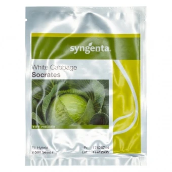 Kapusta Biała Socrates Nasiona 2,5 tys.
