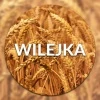 Pszenica Ozima Wilejka C/1 Zapr. 50 kg