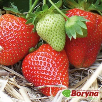 Sadzonki truskawki MAGNUS