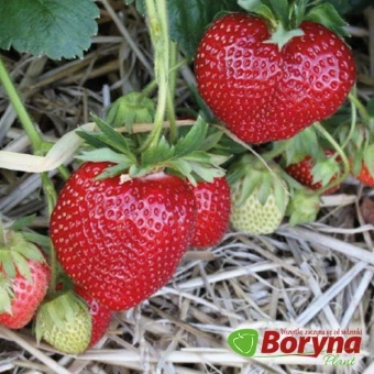 Sadzonki Truskawki MARIEKA