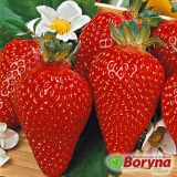 Kup razem Sadzonki Truskawki ASIA