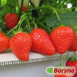 Kup razem Sadzonki Truskawki OLYMPIA
