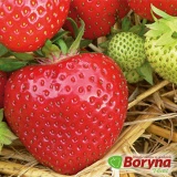 Kup razem Sadzonki Truskawki RUMBA