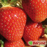 Kup razem Sadzonki Truskawki FLAIR