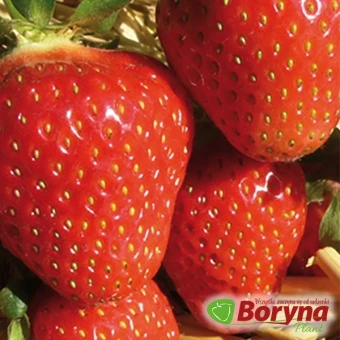 Sadzonki Truskawki FLAIR