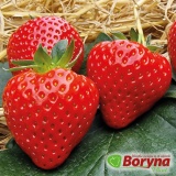 Kup razem Sadzonki Truskawki SERAPHINE