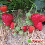 Kup razem Sadzonki truskawki TALIA